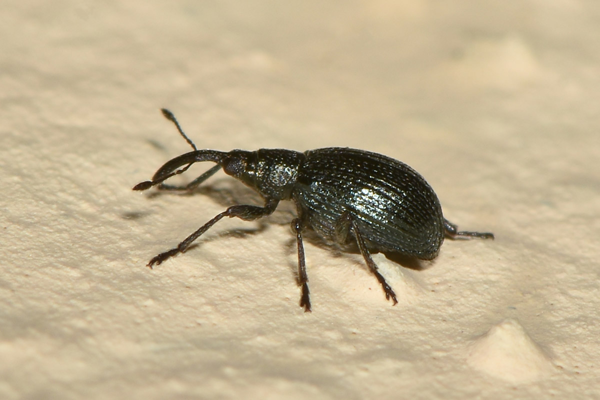 Apionidae:  Ischnopterapion virens